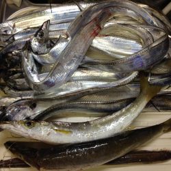 タチウオ爆釣、そしてカマスにアナゴ!よく釣れた!